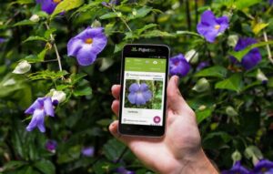 Una aplicación para identificar plantas fácilmente